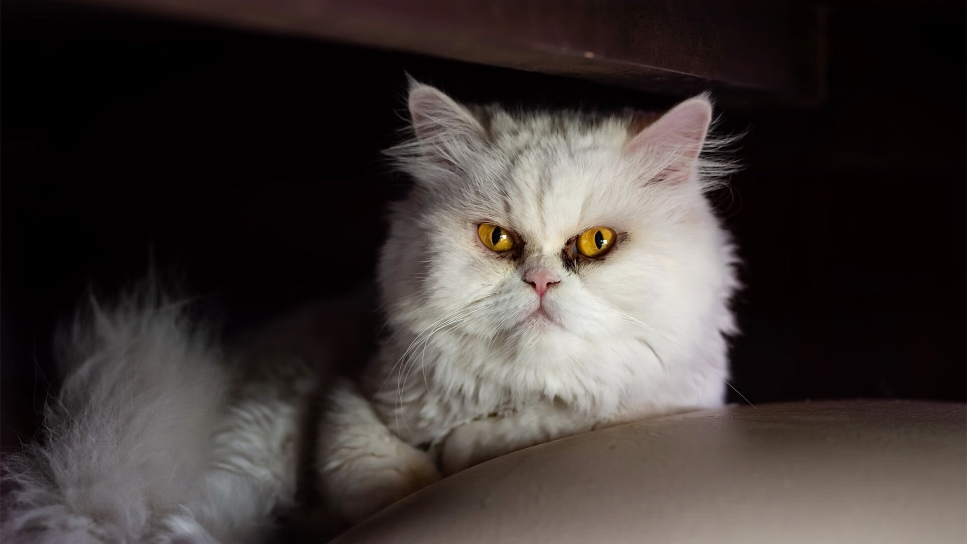 九游网-“足球运动在农村地区普及成效显著”，农村小学足球运动的意义