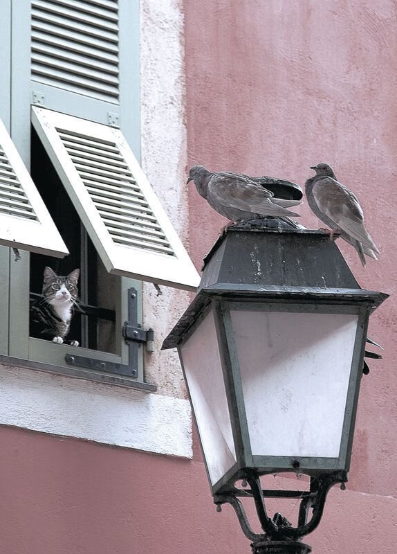 主场优势：主场气势与胜率分析，主场有优势吗