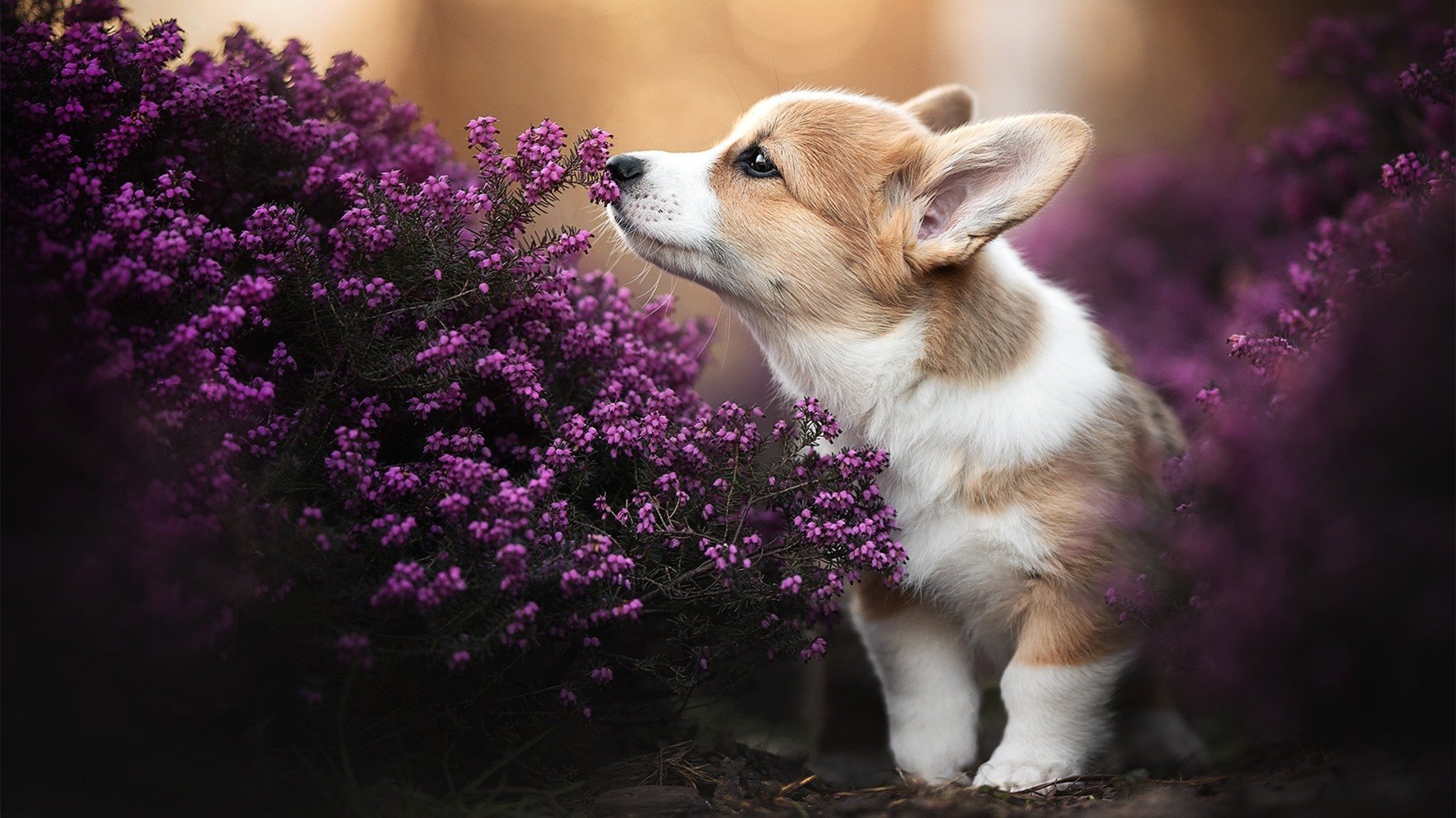 九游app下载中心-网络热议：哪些比赛成为社交平台焦点，比赛是社交吗