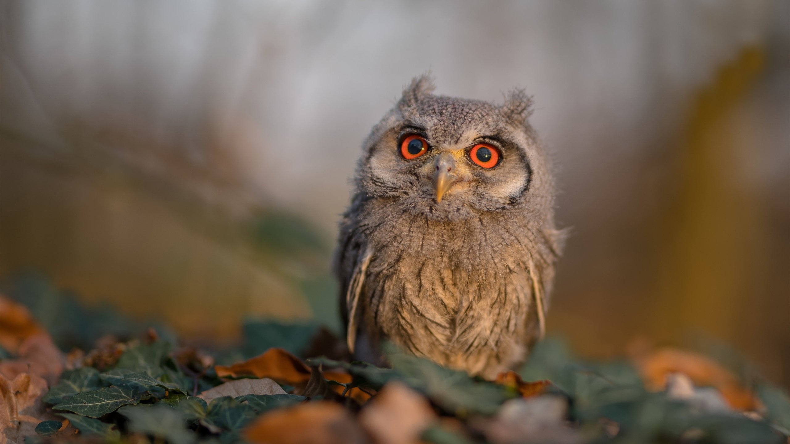 九游官网下载电脑版-阿根廷超级杯决赛悬念丛生，梅西前队友建功，阿根廷球队梅西