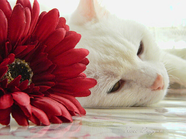 AC米兰客场不敌,再次遭遇失利,ac米兰v