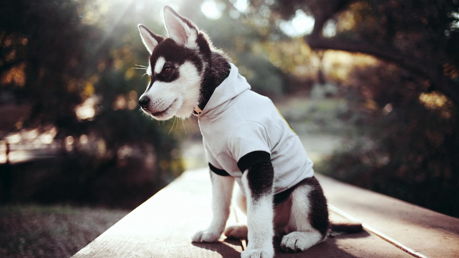 九游下载中心-凯尔特人防守端表现不佳，未能限制字母哥发挥，凯尔特人防守怎么样