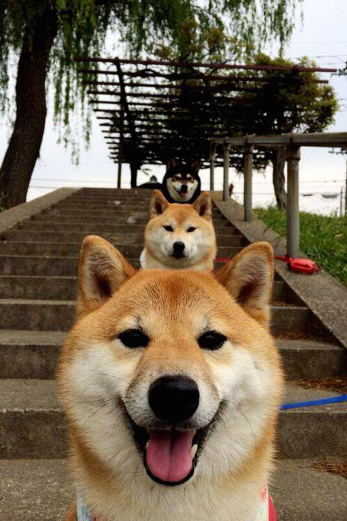 尤文图斯防线坚不可摧,奏响胜利进行曲,尤文图斯战术体系