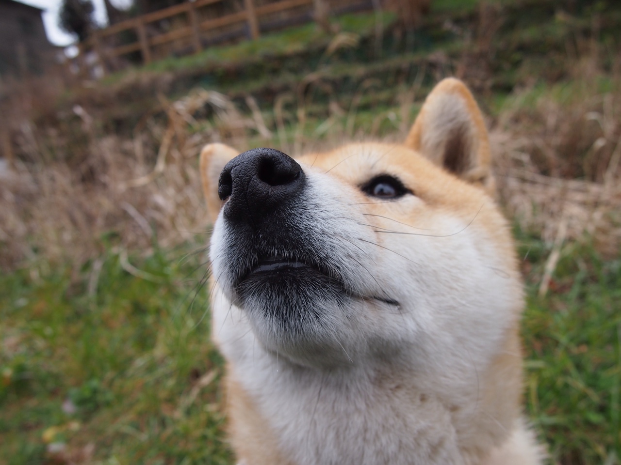 九游娱乐-拉齐奥战胜萨索洛，罗马球队再见胜利曙光，拉齐奥vs罗马比赛结果