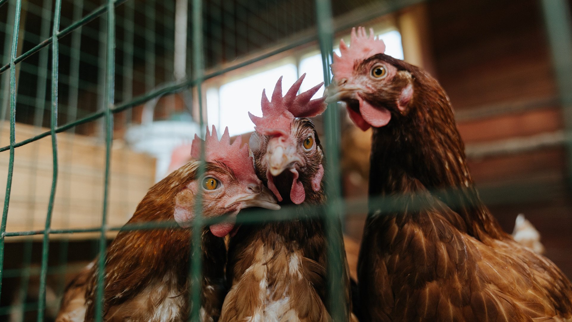 拉齐奥战胜萨索洛，罗马球队再见胜利曙光，拉齐奥vs罗马比赛结果