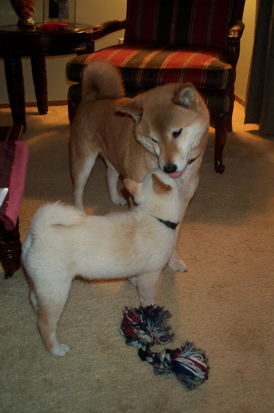 九游下载安装-热刺中场迎来回归，英超争冠希望再次升温，热刺登顶英超