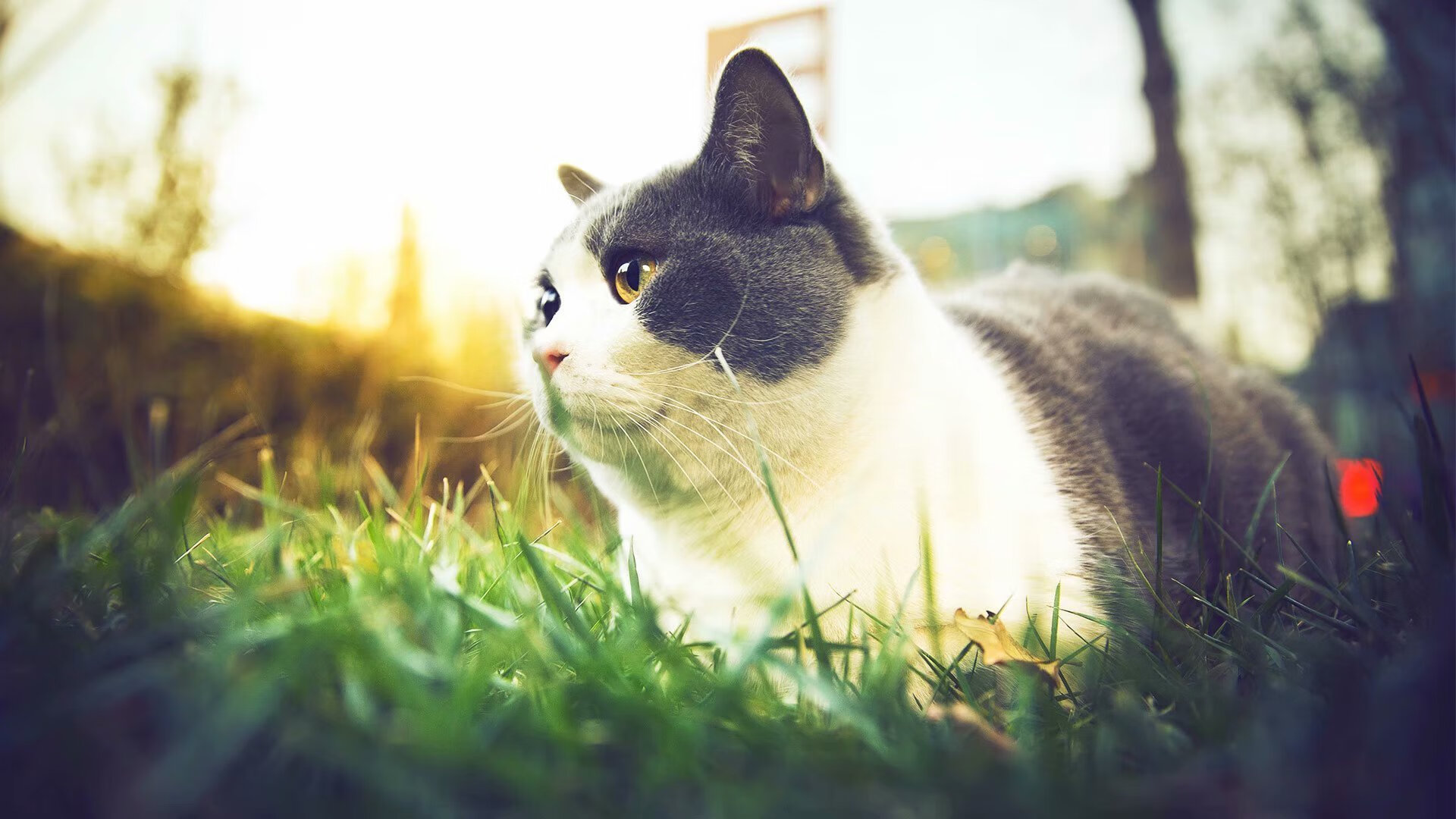 -罗森达尔主场击败贝弗利街，积分继续攀升，罗森博vs莫尔德