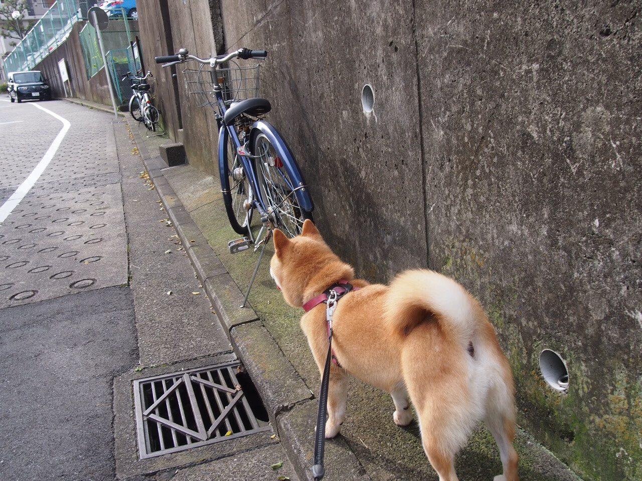 九游sports-鲁迪·加西亚被任命为比利时国家队新任主教练。，比利时国家队教练 亨利