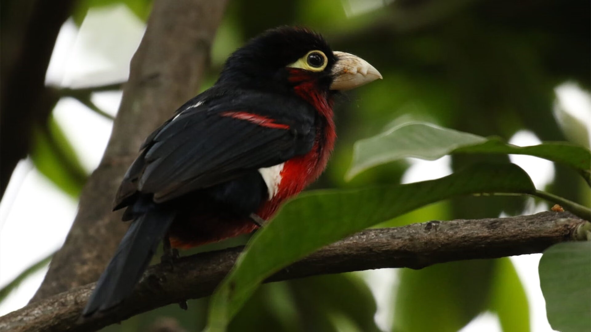 世界青年滑冰锦标赛中国队小将完美发挥,世界青年滑雪锦标赛