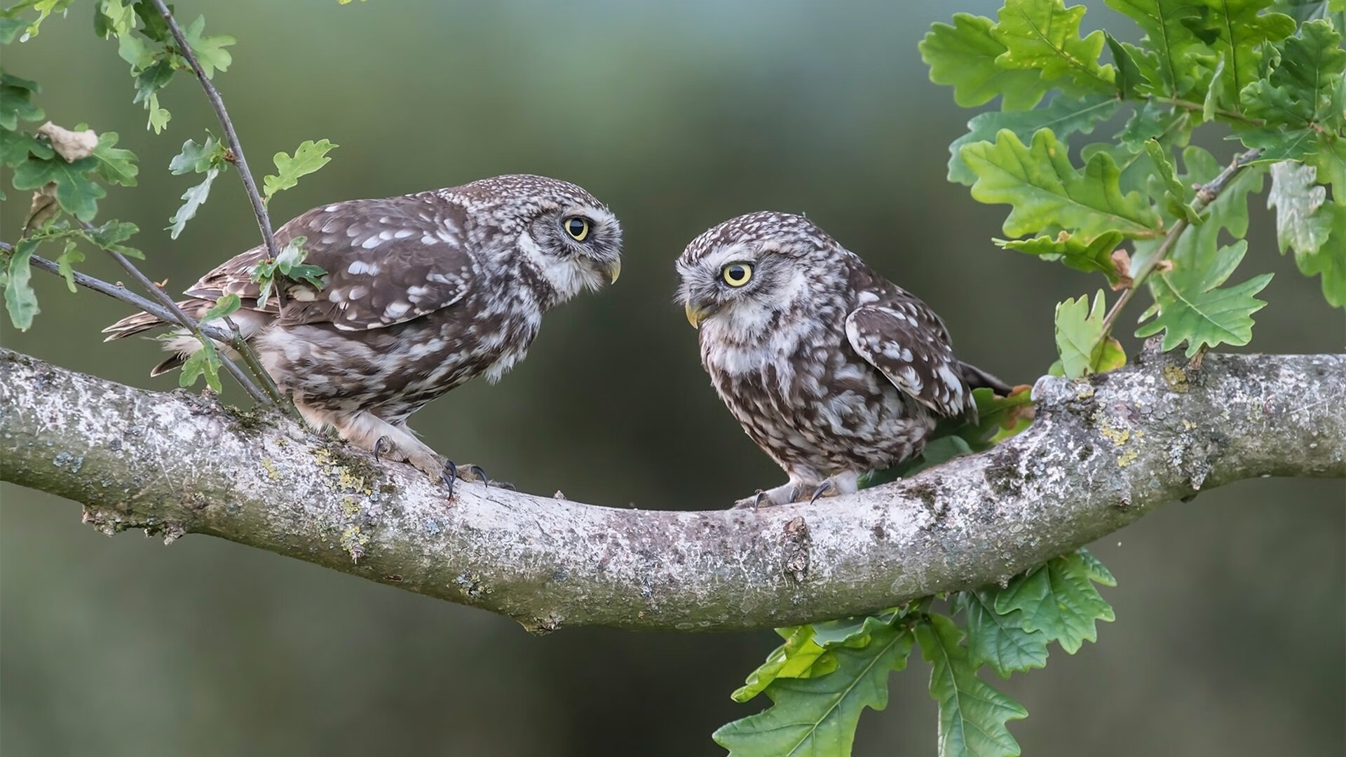 全国女子射击赛河北队收获团体金牌,国家女子射击队冠军