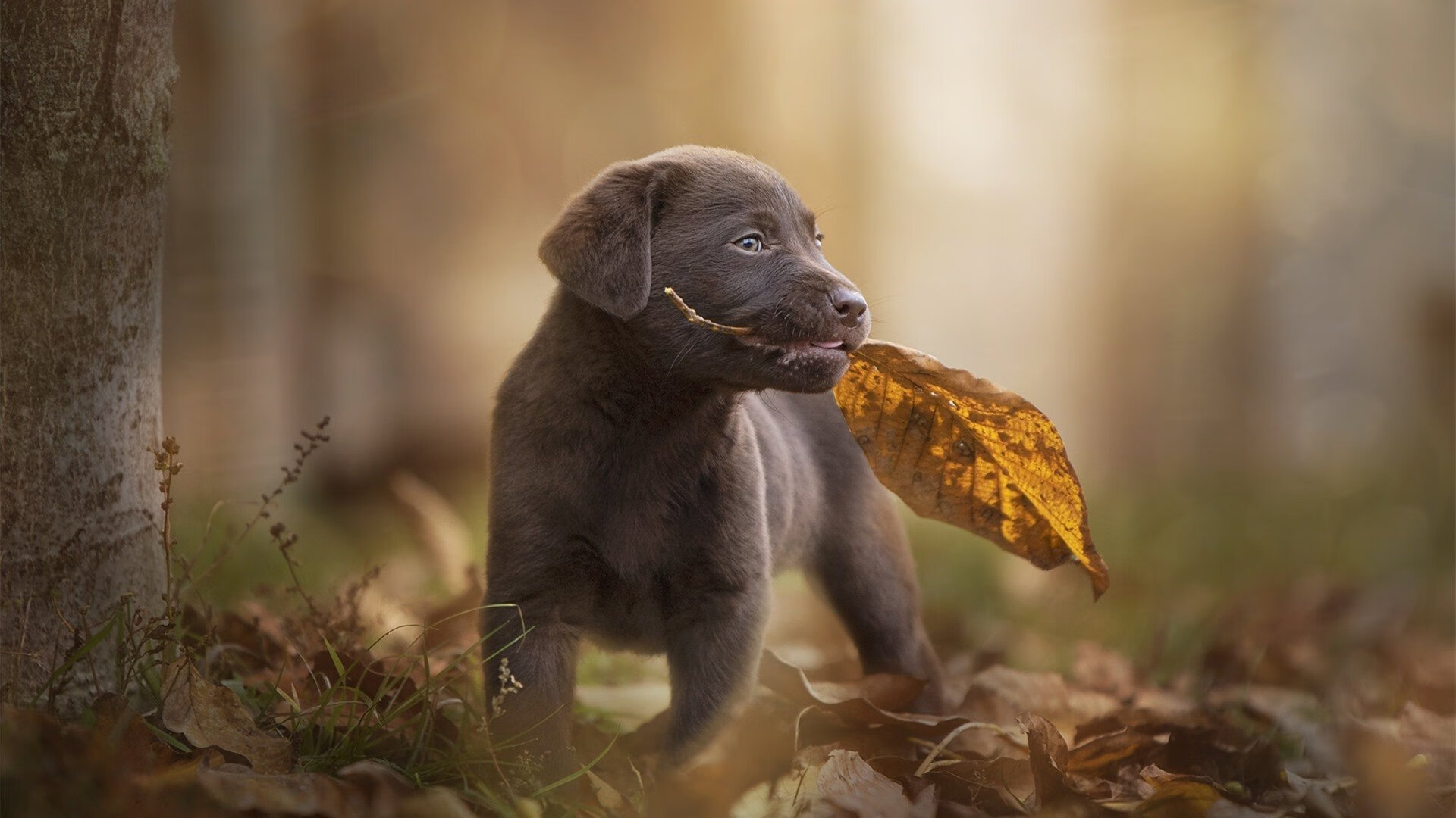 新加坡队赛制探讨：如何通过数据分析提升团体赛战术执行，新加坡联赛