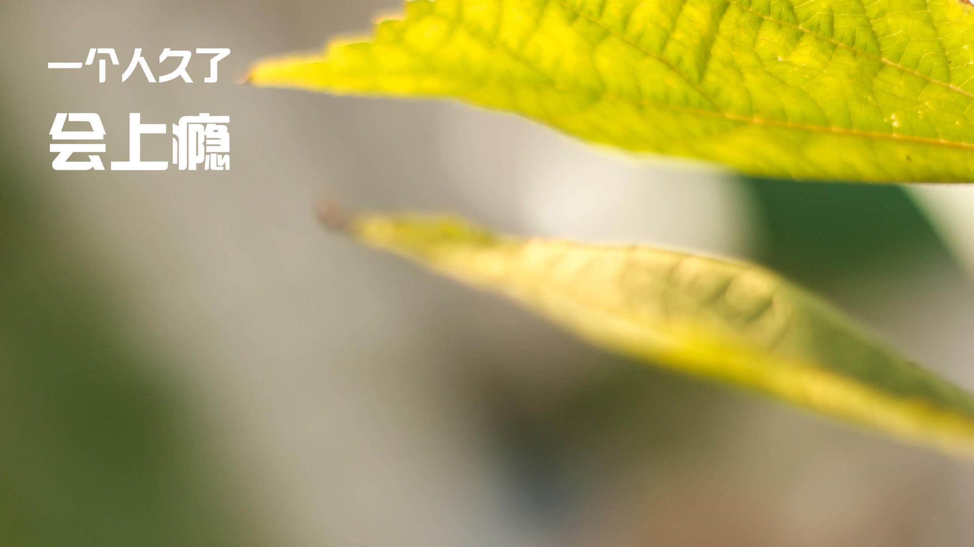 卡特的精准罚球与出色视野,成全黑队的必胜法宝,卡特进球视频