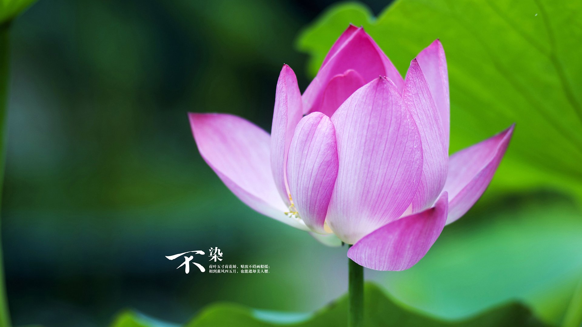 李娜分享育儿心得引妈妈圈共鸣,李娜的启蒙老师