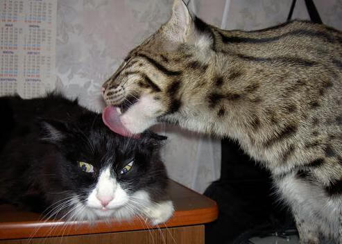 九游app官网下载-西甲神级门将：神扑多次救险引爆全场，西甲门将60米吊射